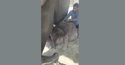  रिमझिमकलीले जन्माइन् छावा 
