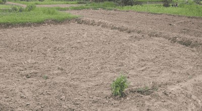  पानी संकट : मधेसका खेत सुक्खा, असार सकिँदा ३६ प्रतिशत मात्रै रोपाइँ 