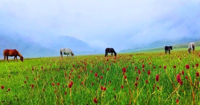  आहा ! ढोरपाटन 