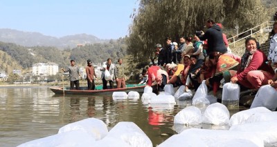  फेवातालमा २५ हजार माछाका भुरा छोडियो 