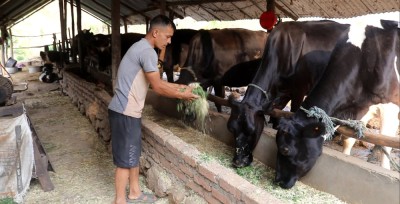  गाईपालनबाट मासिक एक लाख आम्दानी 