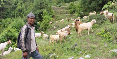  व्यावसायिक बाख्रापालन : मिल्यो सफलता, मासिक आधा लाख आम्दानी 
