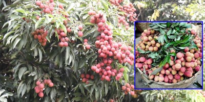  लालबन्दीको लिची २८ लाखमा ठेक्का 