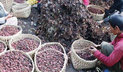  अलैँचीको मूल्य बढ्यो, व्यवसायी उत्साहित 