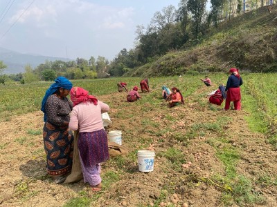  आलु खनेर थन्क्याउन व्यस्त पाल्पाका किसान  