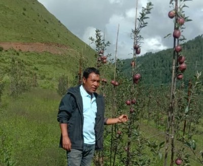  ढोरपाटन क्षेत्रमा सामूहिक रुपमा व्यावसायिक स्याउ खेती सुरु 