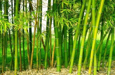  खोटाङमा प्रथम राष्ट्रिय बाँस सम्मेलन हुँदै, उच्च पदस्थ पाहुनालाई बाँसको कुर्सी उपहार दिने तयारी 