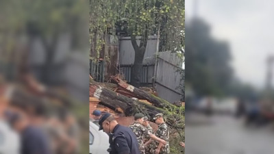  भद्रकालीमा एक्कासी रुख ढल्दा आमा र छोरा घाइते 