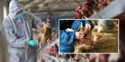  सीमावर्ती क्षेत्रमा बर्डफ्लु देखिएपछि नेपालमा उच्च सतर्कता 