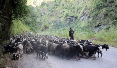  मुस्ताङबाट दसैँमा १६ करोडको भेडाच्याङ्ग्रा बिक्री 