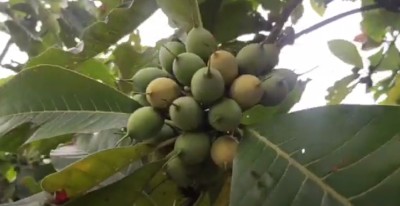  चुरेमा चिउरीका बिरुवा रोप्न दाता खोज्दै सरकार  