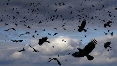  आज काग तिहार : नारायणहिटी दरबार सङ्ग्रहालय अगाडि रमेश दुलालले गरे काग सम्मेलन 
