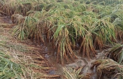  बाढीले कोशी प्रदेशमा ३४ करोड मूल्य बराबरको अन्नबालीमा क्षति 