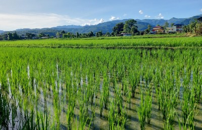  पर्सामा ९० प्रतिशत धान रोपाइँ सकियो 