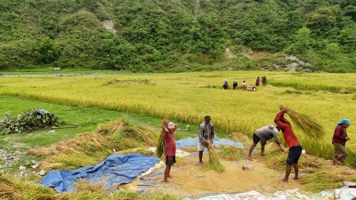  चैते धान थन्क्याउने चटारोमा किसान 