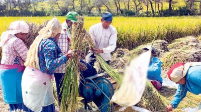  तिहार सकिए लगत्तै भक्तपुरका किसानलाई धानबाली भित्र्याउने चटारो 