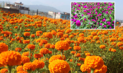  तिहारमा करिब ५२ लाख माला खपत हुने अनुमान 