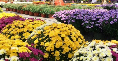  जावलाखेलमा तिहार लक्षित पुष्प मेला सुरु 
