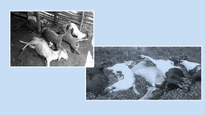  कृषि फार्ममा करेन्ट सर्ट भएर आगलागी हुँदा ५० बाख्रा मरे 