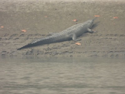  देवघाटमा देखियो घडियाल गोही 