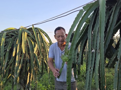  पूर्वसैनिक घलेको लोभलाग्दो ड्रागन फ्रुट खेती 