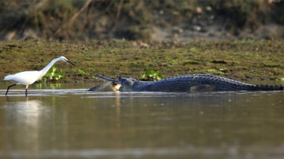  चितवनका नदीहरु राप्ती र नारायणीमा दुर्लभ प्रजाति घडियाल गोहीको संख्या बढ्दो 