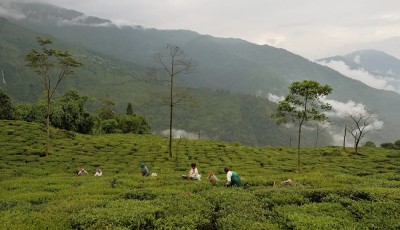  इलामको चिया अवलोकनका लागि चिनियाँ टोली नेपालमा 