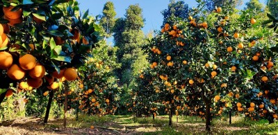  रामेछापमा यो वर्ष २२ करोड बराबरको जुनार बिक्री हुने अनुमान 