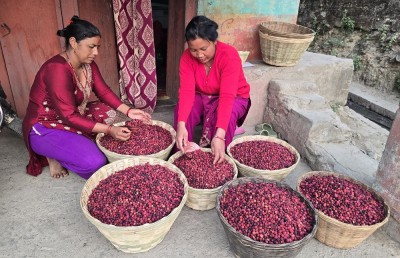  काफल पाक्यो 