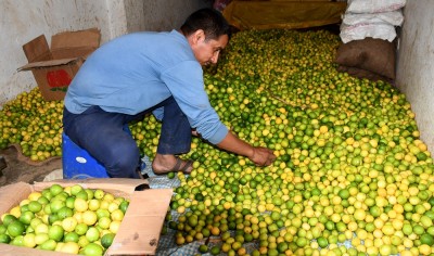  बिक्रीका लागि कागती ग्रेडिङ गर्दै ठेकेदार  