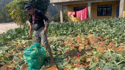  राम्चेवेशीका किसानले काउलीको उचित मूल्य पाएनन् 
