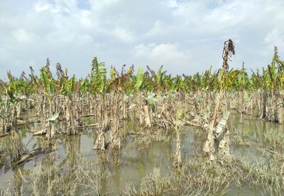  बाढीले केराखेती नष्ट भएपछि किसानको लाखौँ रुपैयाँको व्यवसाय चौपट 
