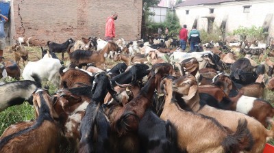  जुम्लामा दसैँको समयमा १६ करोड बढीका भेडा तथा खसीबोकाको कारोबार 