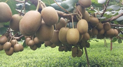  इलाममा रातो र गोल्डेन जातको किबी उत्पादन गर्दै किसान 