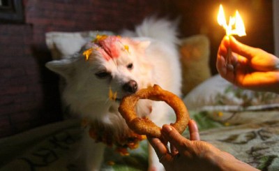  तिहारको तेस्रो दिनः नरक चतुर्दशी र कुकुर तिहार पनि मनाइँदै 