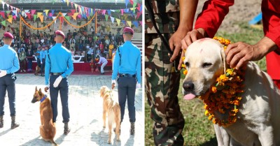  कुकुरलाई टीका र माला लगाएर तीनै सुरक्षा निकायले मनाए कुकुर तिहार 