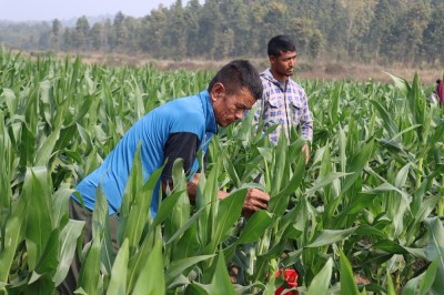  हाइब्रिड मकैको बीउ उत्पादन गर्दै हरिहरपुरगढी गाउँपालिका 