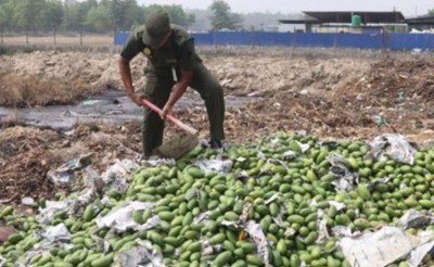  अत्यधिक विषादी प्रयोग गरिएको दुई हजार किलो आँप नष्ट 