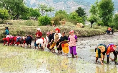  जुम्लाका किसानलाई मार्सीधान रोप्न भ्याइनभ्याइ 