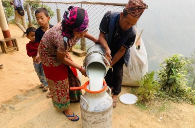  सहकारी मार्फत दूधको बजारीकरण भएपछि किसान उत्साहित 