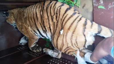  गाउँबाट नियन्त्रणमा लिइएको पाटेबाघलाई निकुञ्जमा छाडियो 