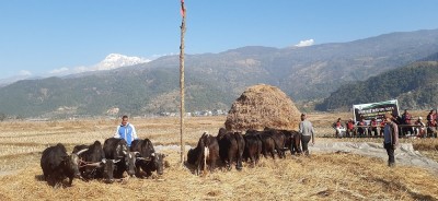  पोखरामा सुरु भयो दाइँ महोत्सव, कसरी गरिन्छ दाइँ ? 