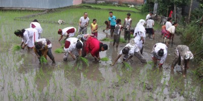  किन घट्यो पूर्वमा धान रोपाइँ ? 