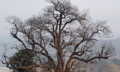  काभ्रेमा कटहरका रूख सुक्न थाले, आम्दानीमा असर पर्ने भन्दै किसान चिन्तित 