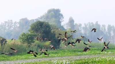  कञ्चनपुर- कैलालीका सिमसार क्षेत्रमा साइबेरियाका चरा आइपुगे 