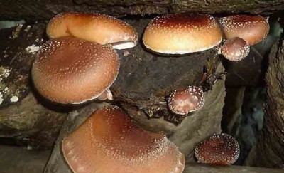  सिताके च्याउको मूल्य घट्यो 