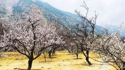  शीतोष्ण बगैँचामा फूल फुलेर सेताम्मे, मुस्ताङ पुगेका पर्यटक मोहित 