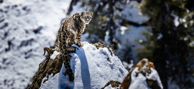  हुम्लाको नाम्खामा ३९ हिउँ चितुवा भेटिए 