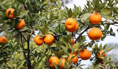  सङ्खुवासभाबाट ३४ करोड बढीको सुन्तला बिक्री  