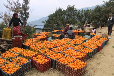  सिगाना बन्यो सुन्तला गाउँ, भित्रियो चार करोड 